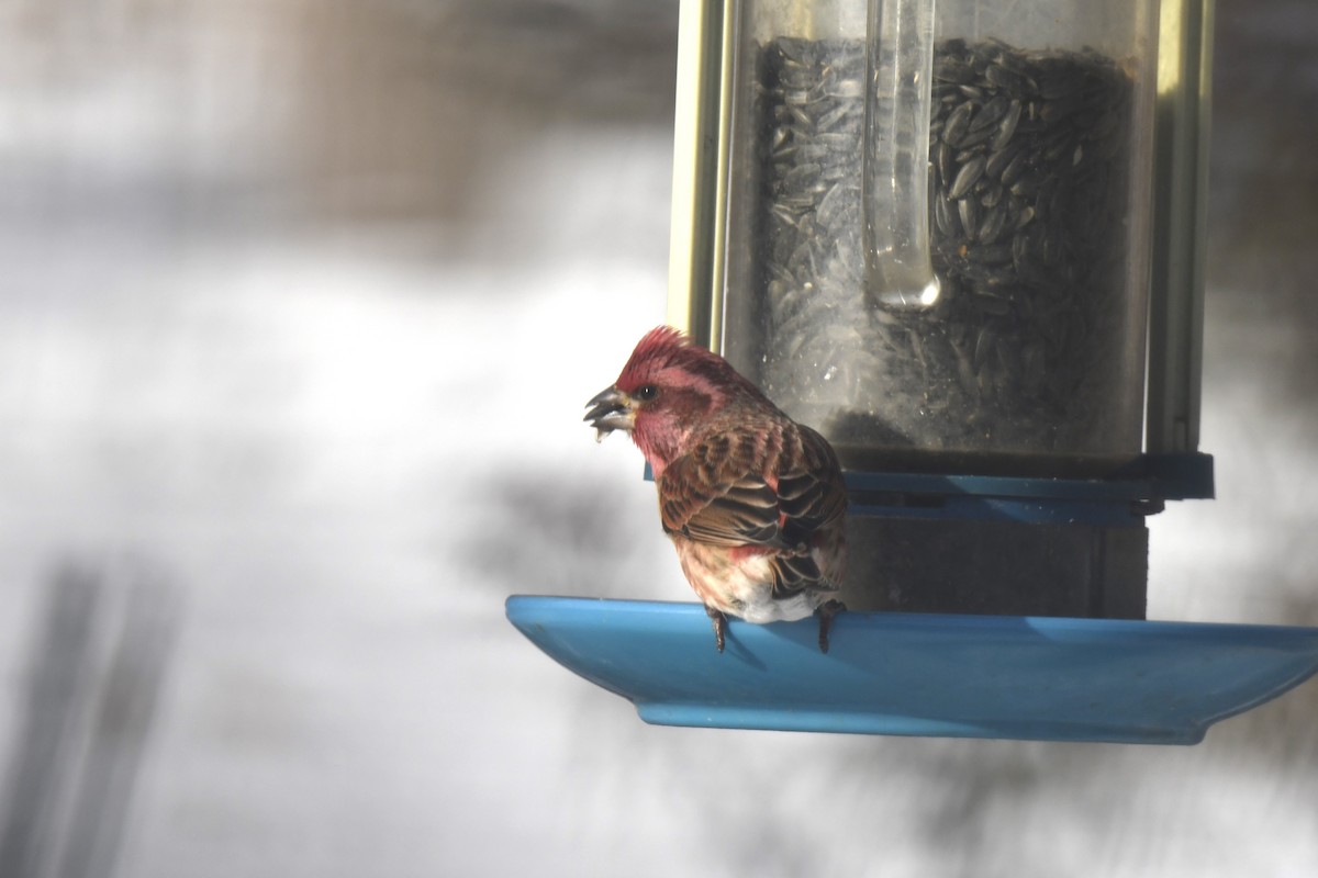 Purple Finch - ML646983418