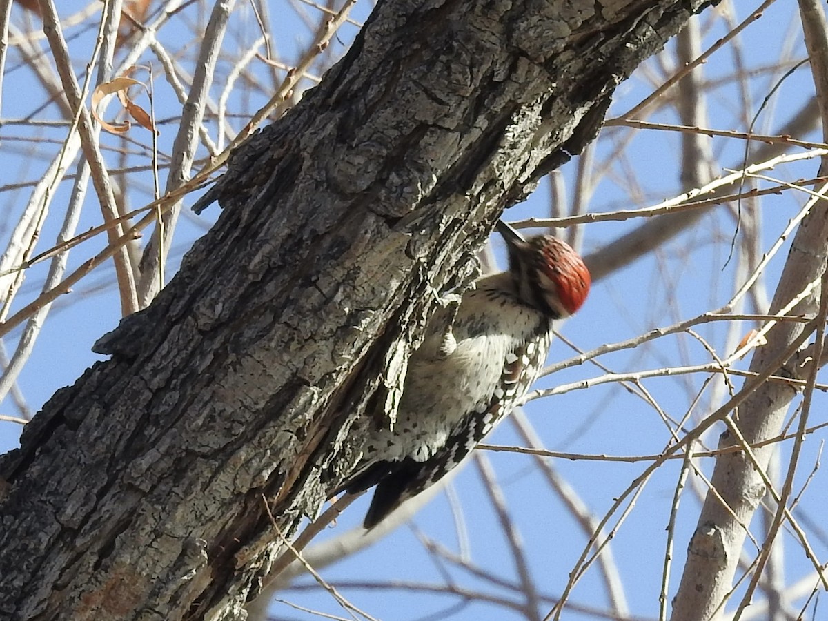 strakapoud proužkohřbetý - ML646983420