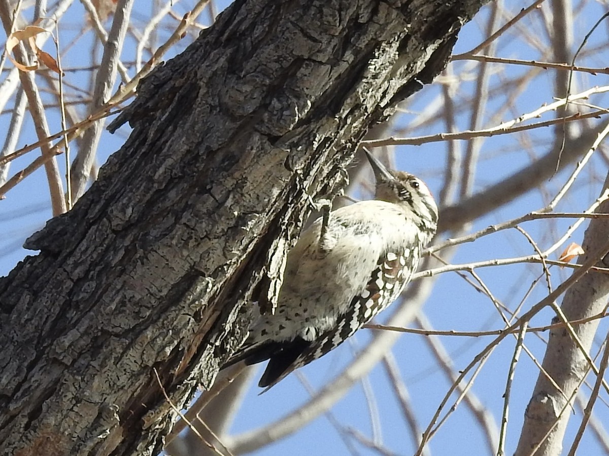 strakapoud proužkohřbetý - ML646983425