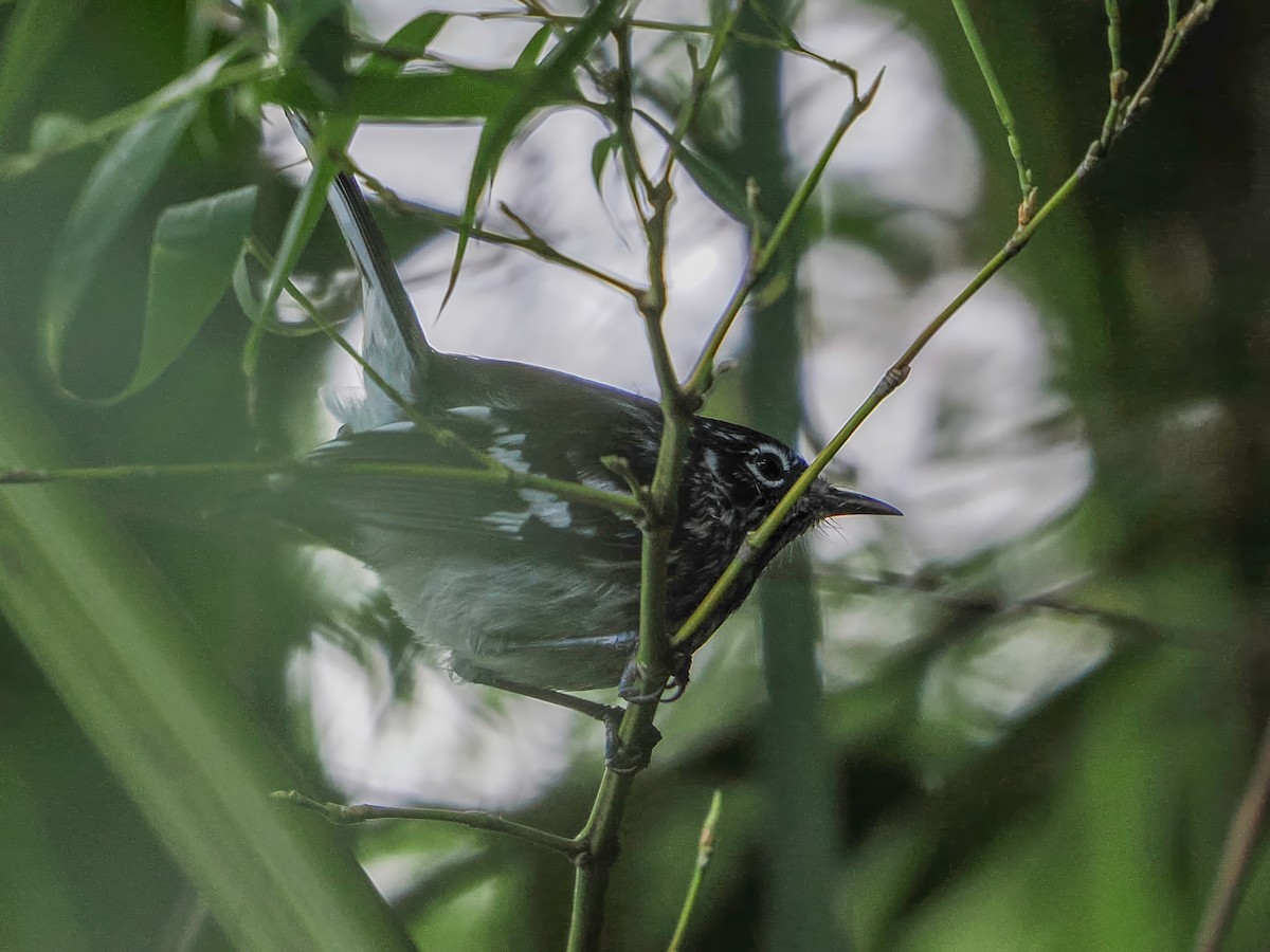 Elfin-woods Warbler - ML646983426