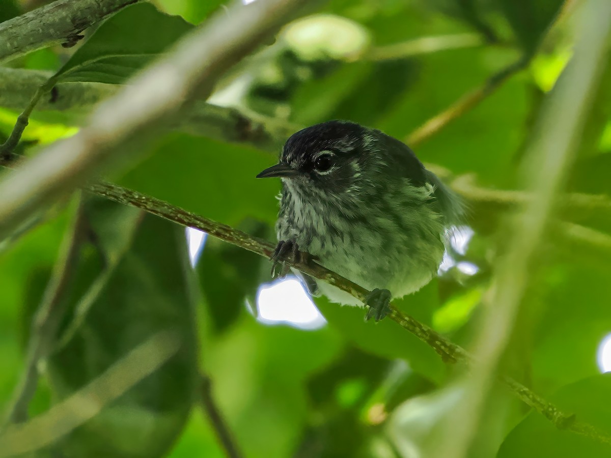 Elfin-woods Warbler - ML646983427