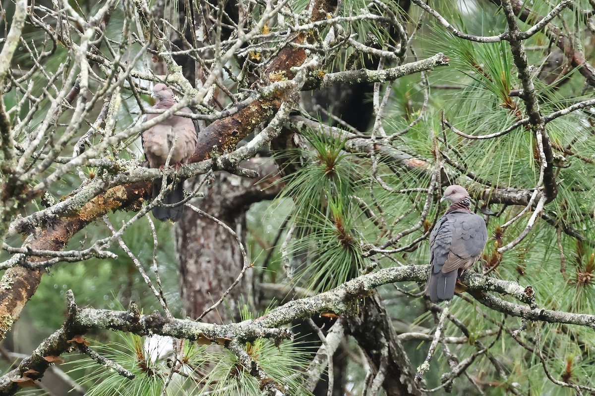 セイロンカノコモリバト - ML646983430