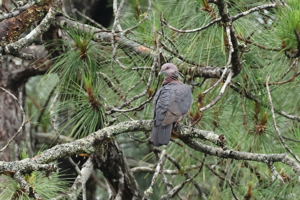 セイロンカノコモリバト - ML646983431