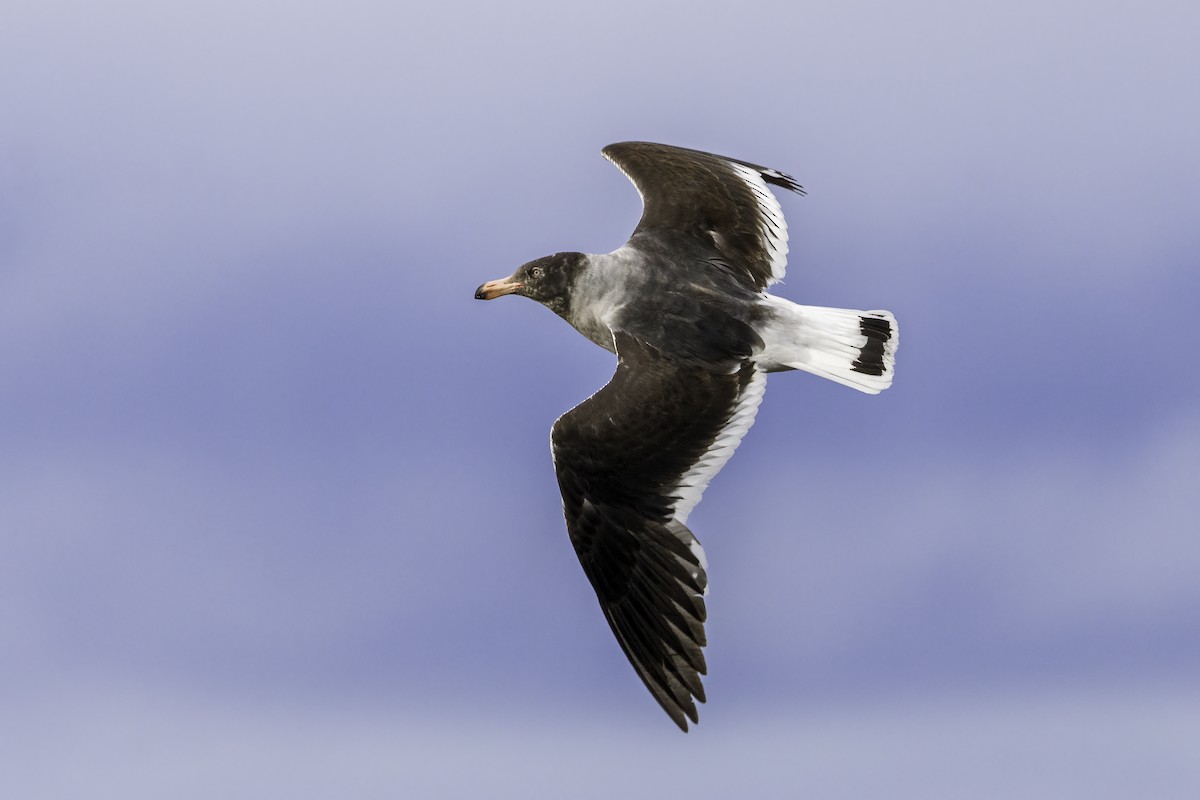 Izurde-antxeta - ML646983442