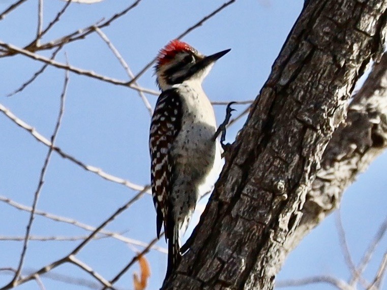 strakapoud proužkohřbetý - ML646983443