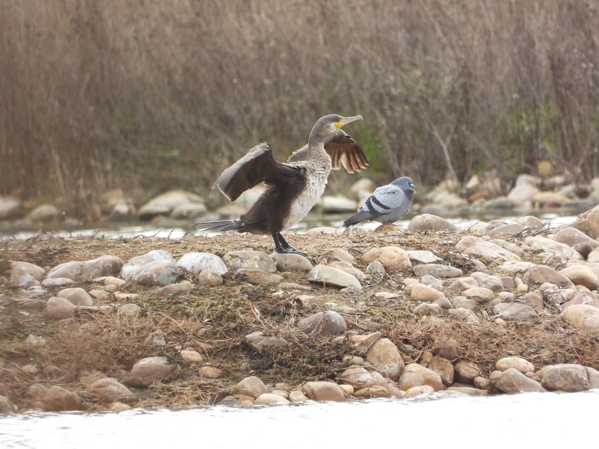 storskarv - ML646983447