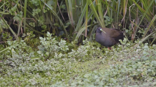 blyrikse - ML646983450