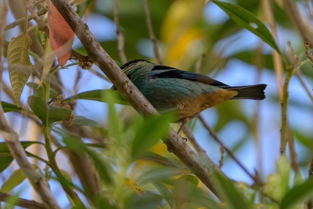 Metallic-green Tanager - ML646983451