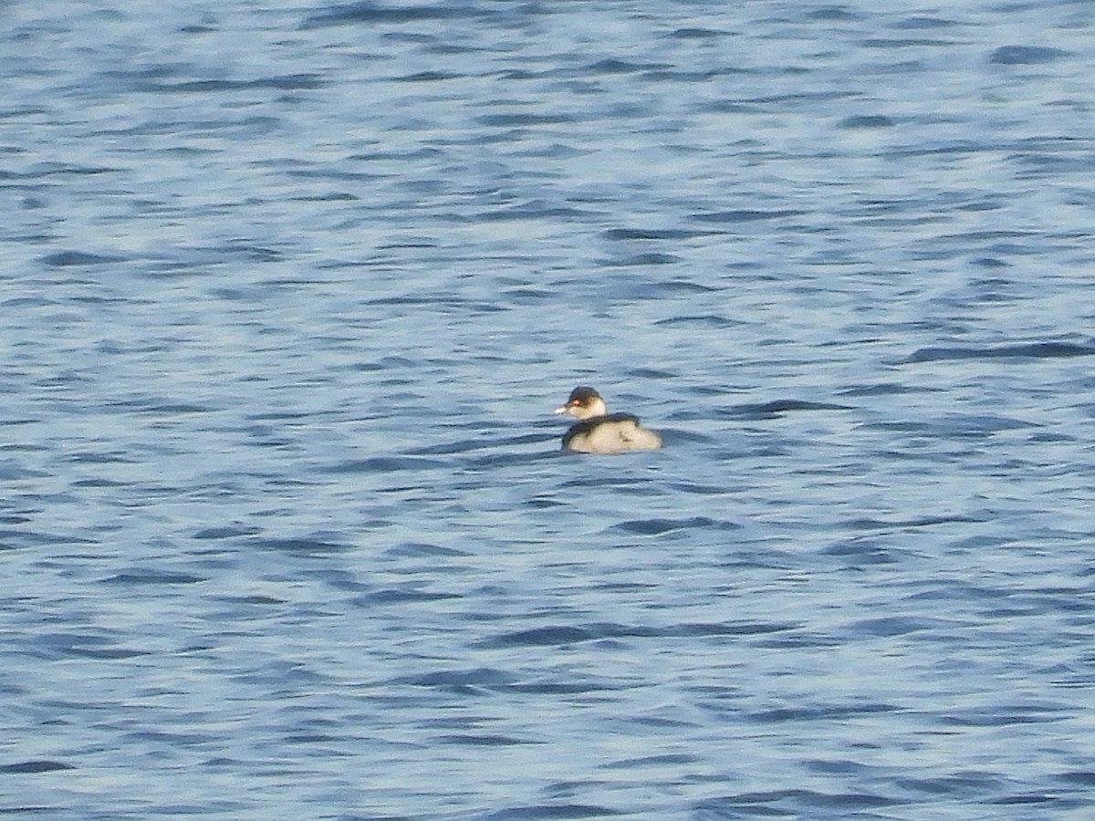 Txilinporta lepabeltza - ML646983456