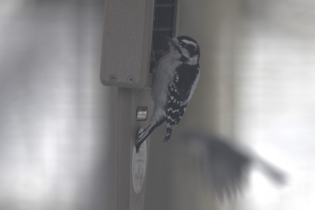 Downy Woodpecker - ML646983457