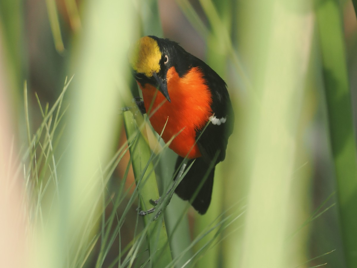 Bubú de Los Papiros - ML646983460