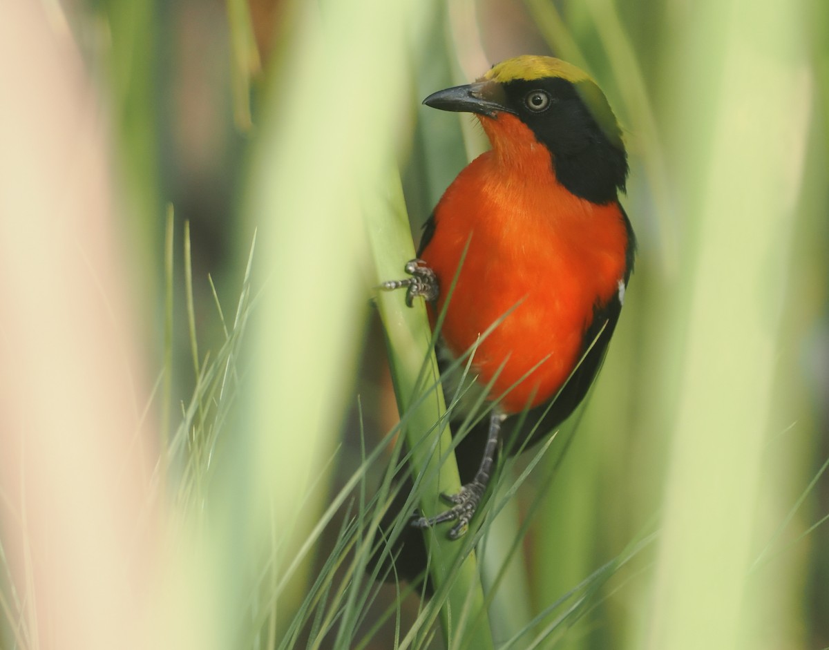 Bubú de Los Papiros - ML646983461