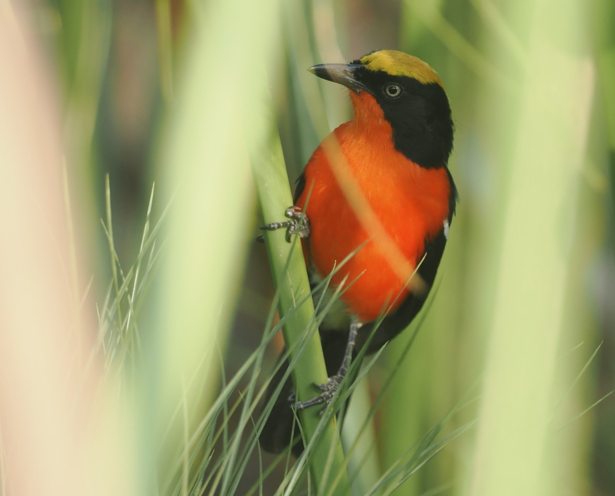 Bubú de Los Papiros - ML646983462