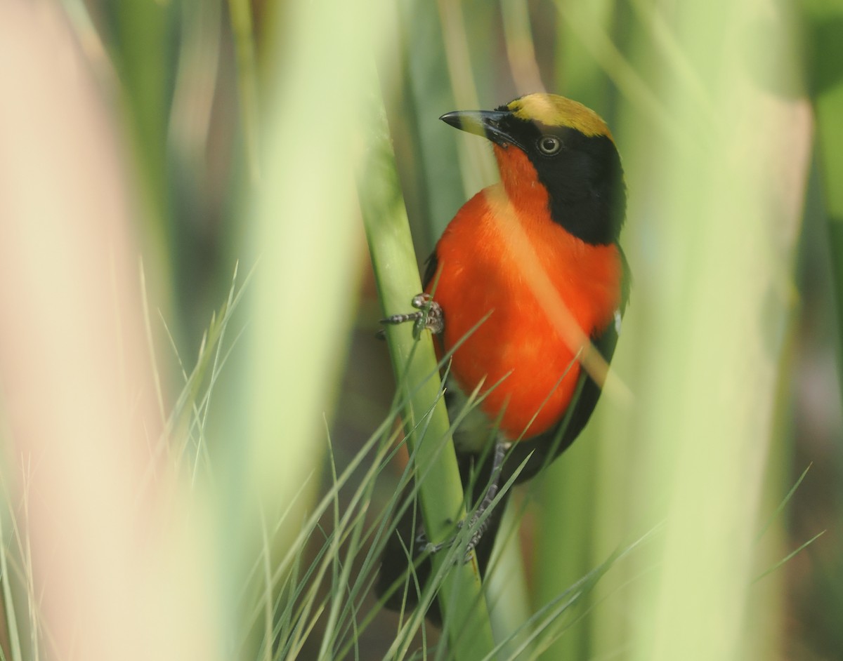 Bubú de Los Papiros - ML646983463