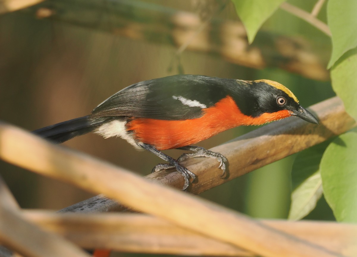 Bubú de Los Papiros - ML646983464