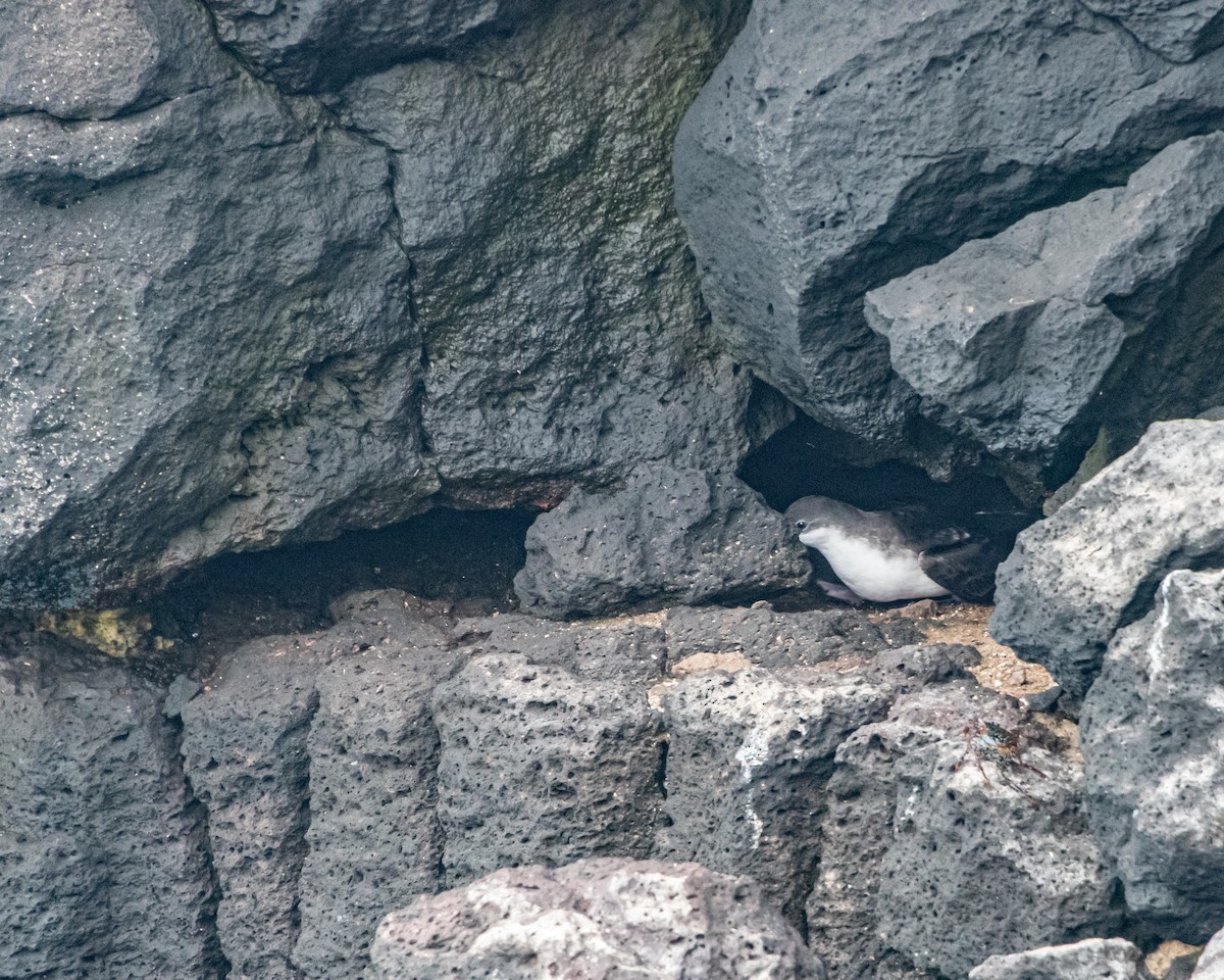 Puffin des Galapagos - ML646983465