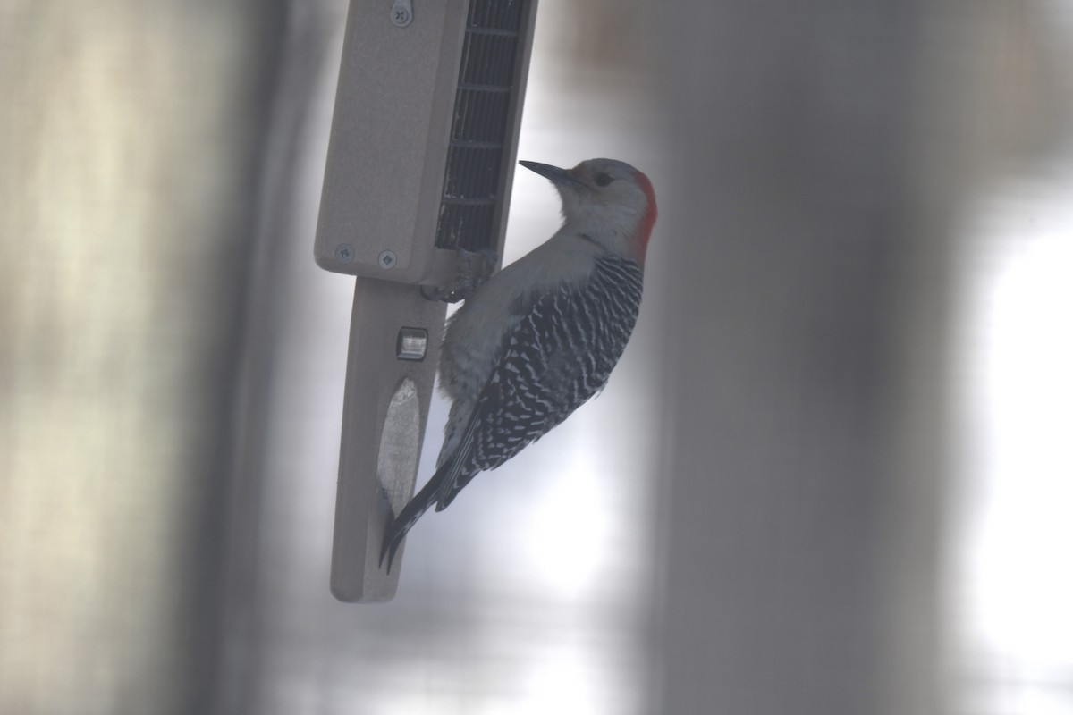 Red-bellied Woodpecker - ML646983489