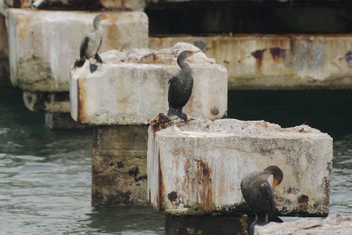 Double-crested Cormorant - ML646983492