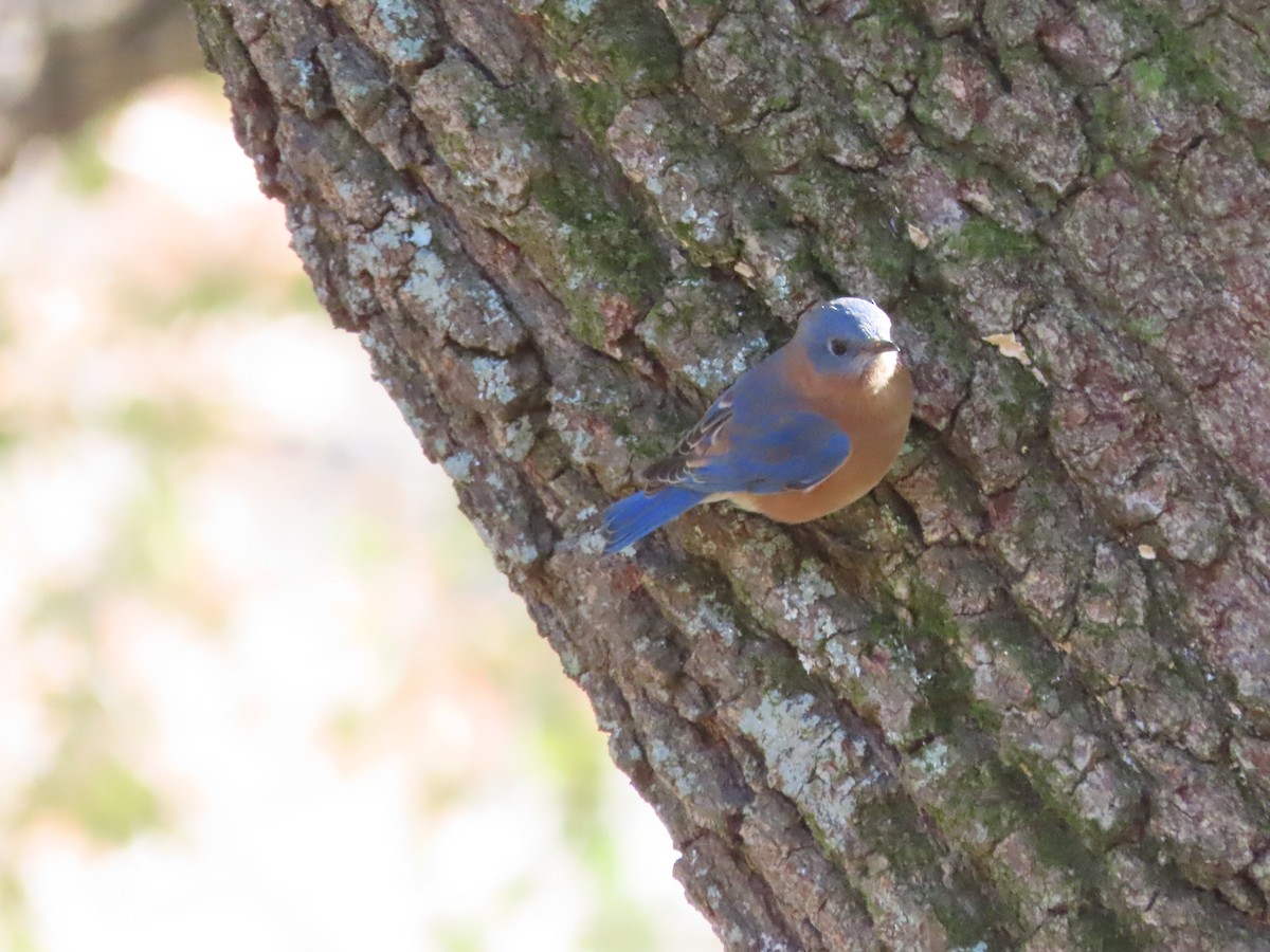 Eastern Bluebird - ML646983494