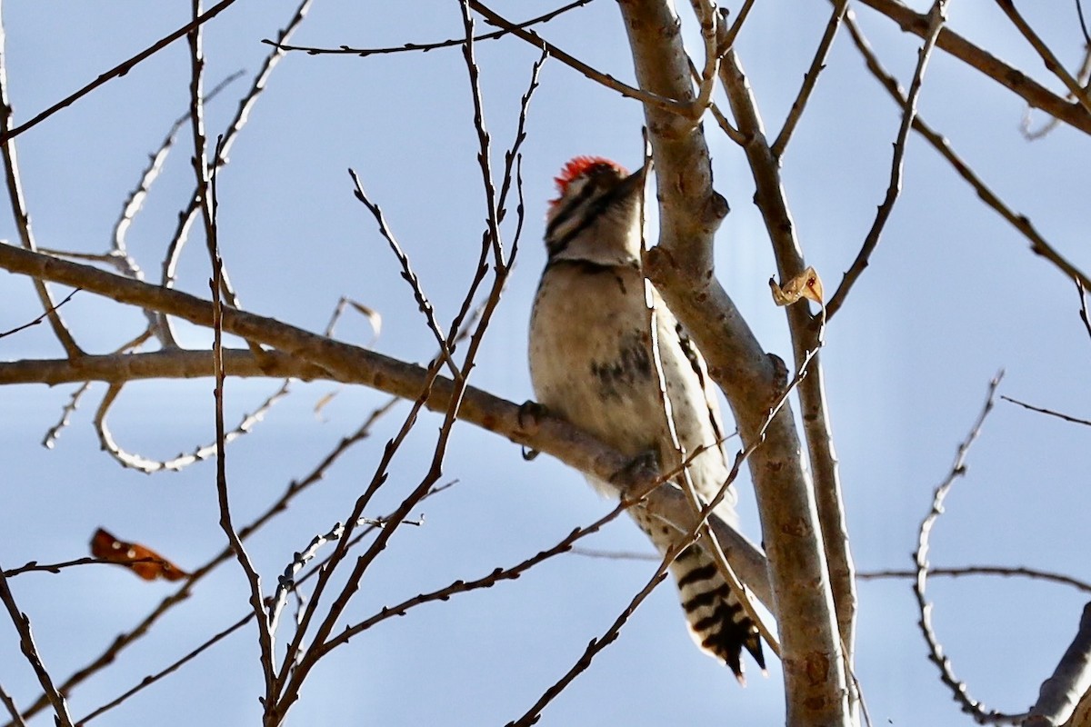 strakapoud proužkohřbetý - ML646983497