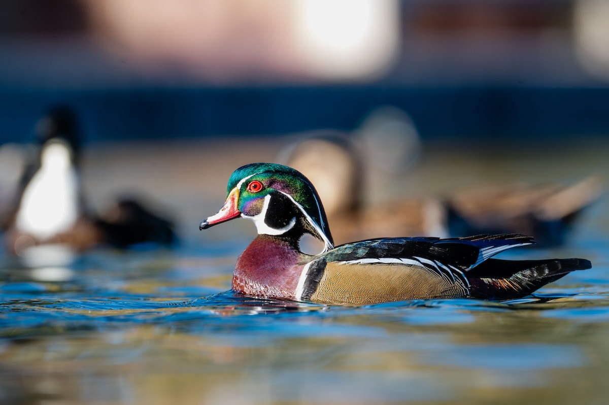 Wood Duck - ML646983498
