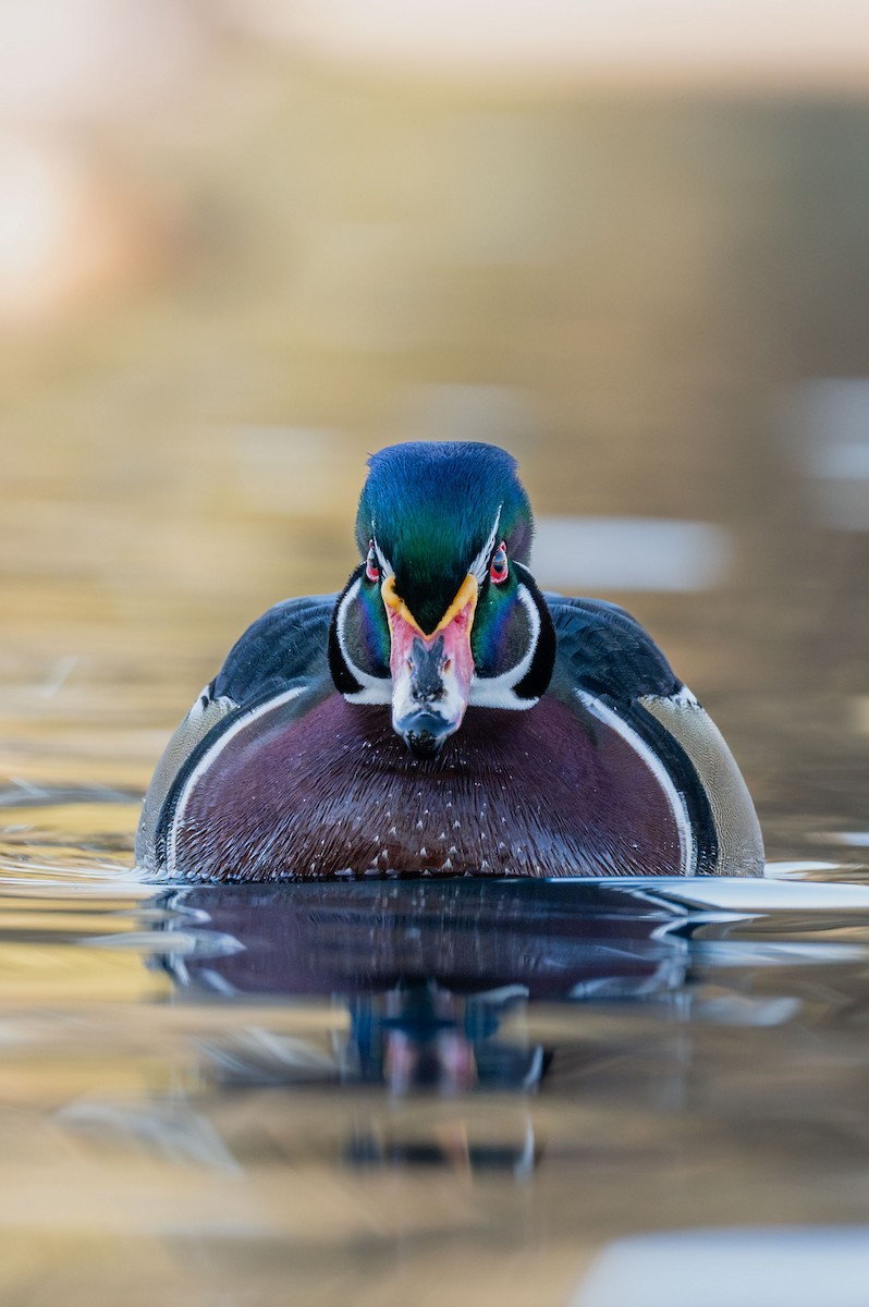 Wood Duck - ML646983499