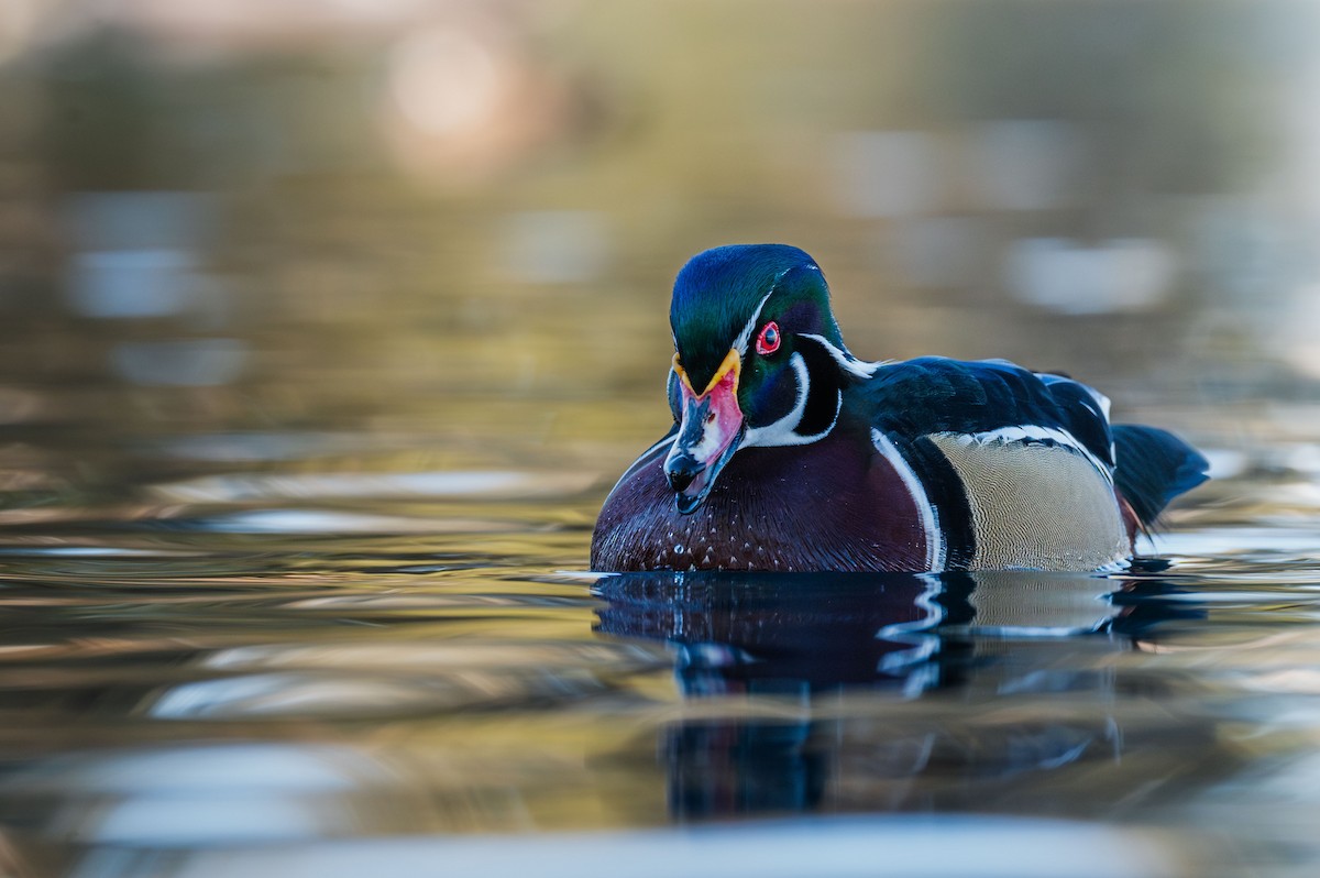 Wood Duck - ML646983500