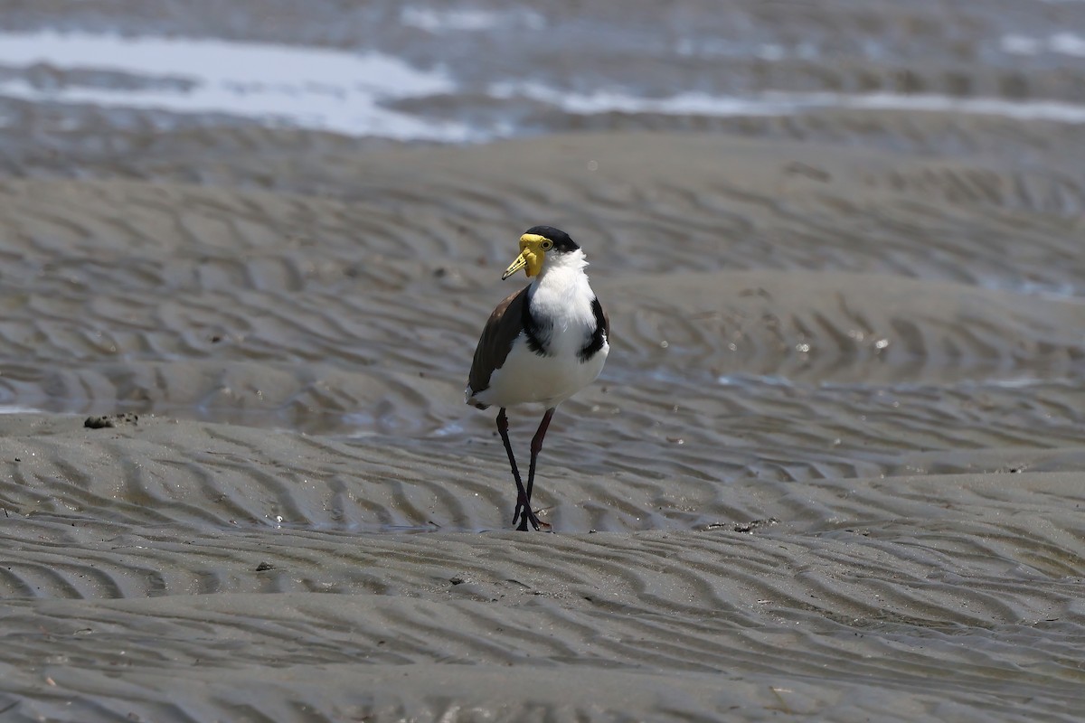 Masked Lapwing (Black-shouldered) - ML646983501