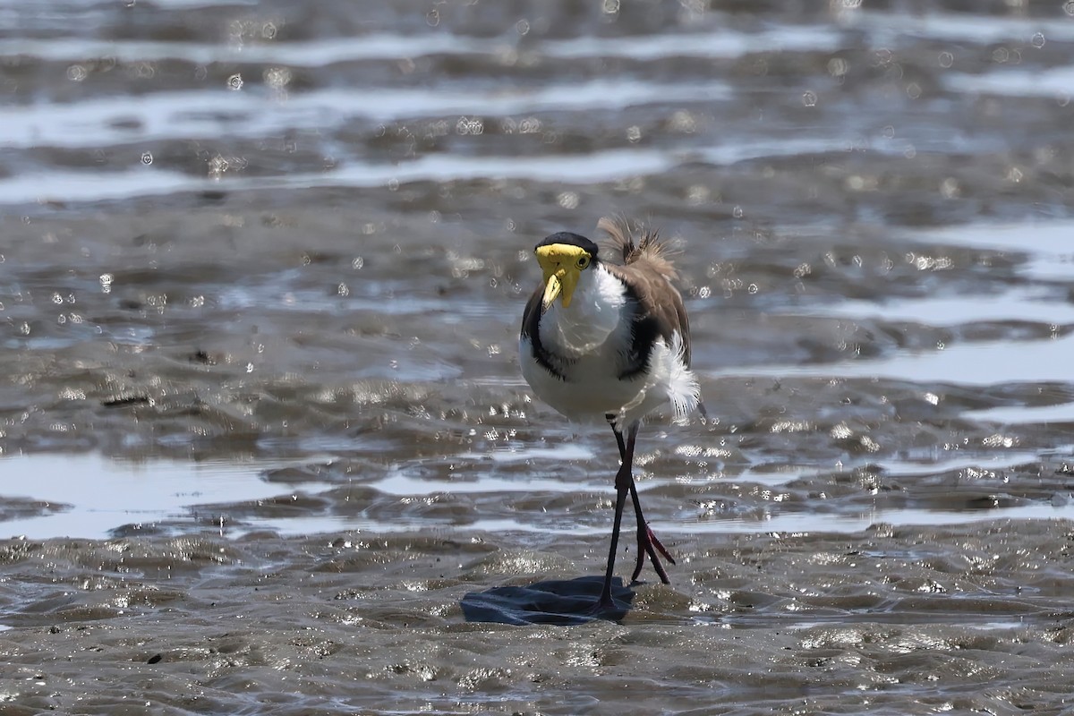 Masked Lapwing (Black-shouldered) - ML646983502
