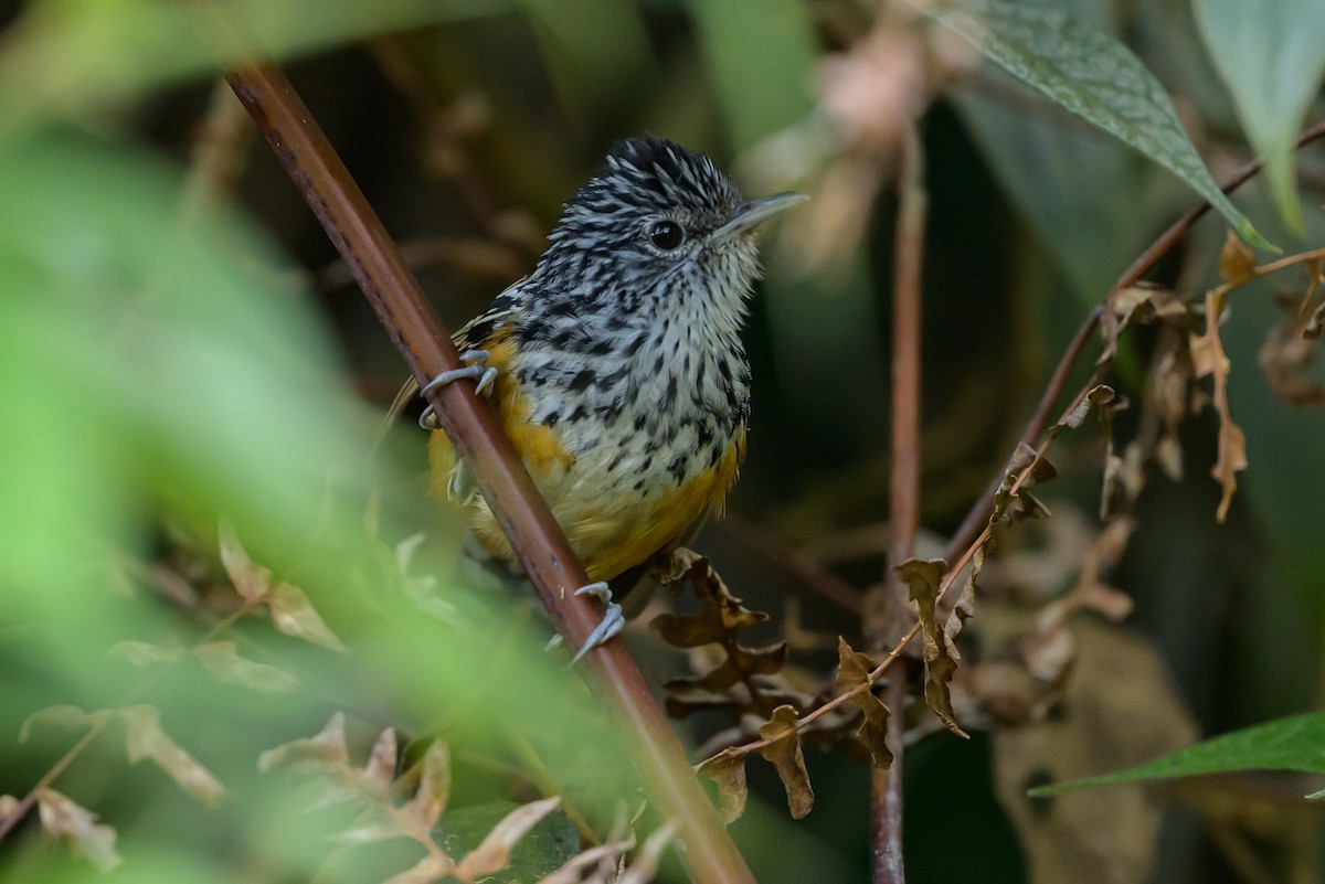 East Andean Antbird - ML646983505