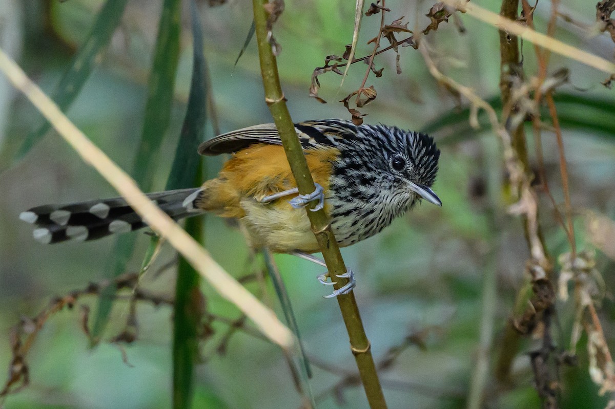 East Andean Antbird - ML646983506