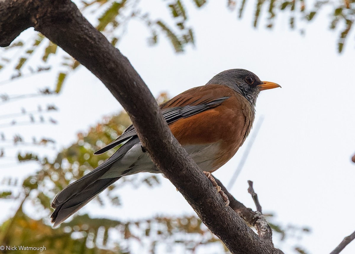 Rufous-backed Robin - ML646983507