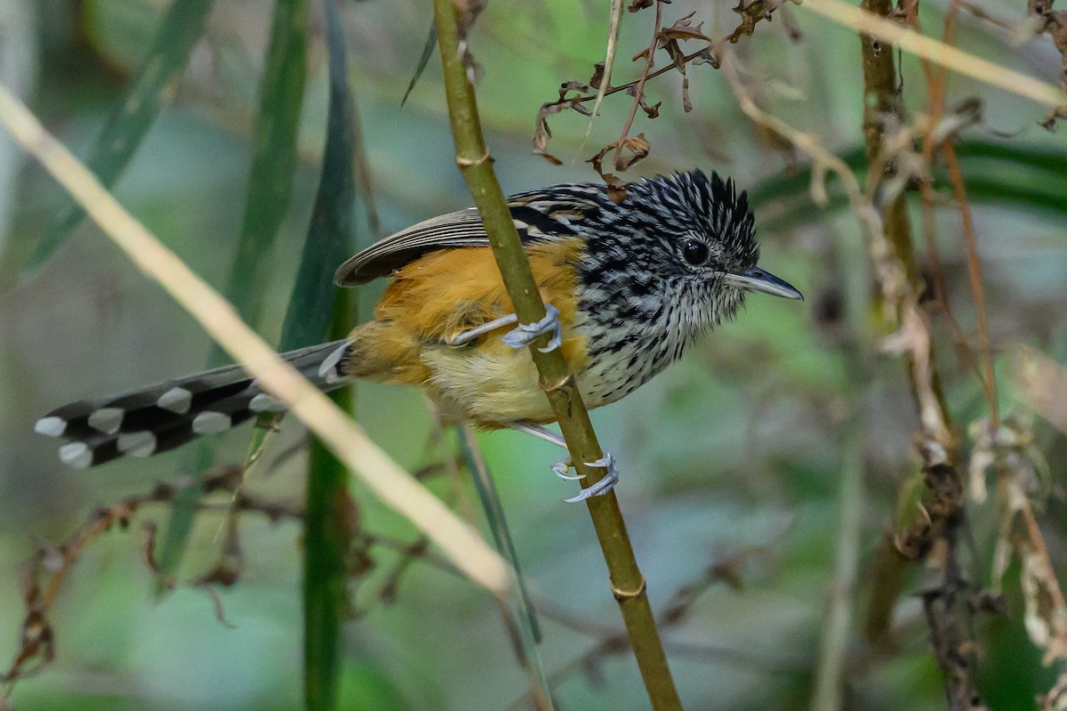 East Andean Antbird - ML646983508
