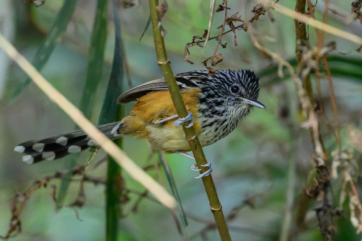 East Andean Antbird - ML646983509
