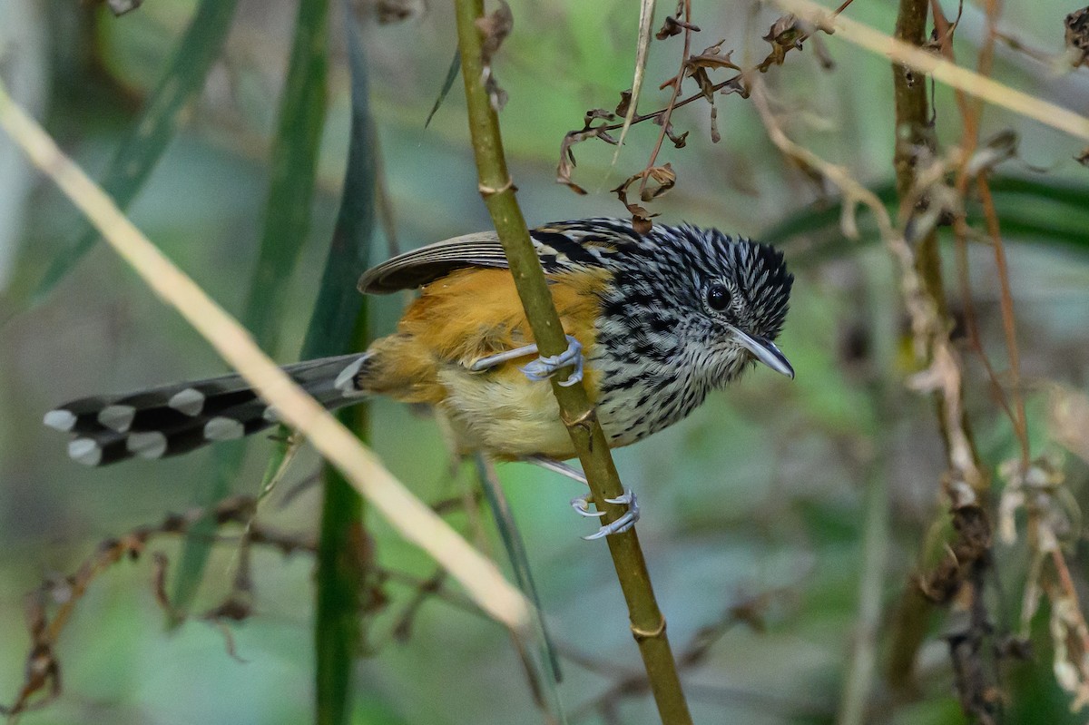 East Andean Antbird - ML646983510