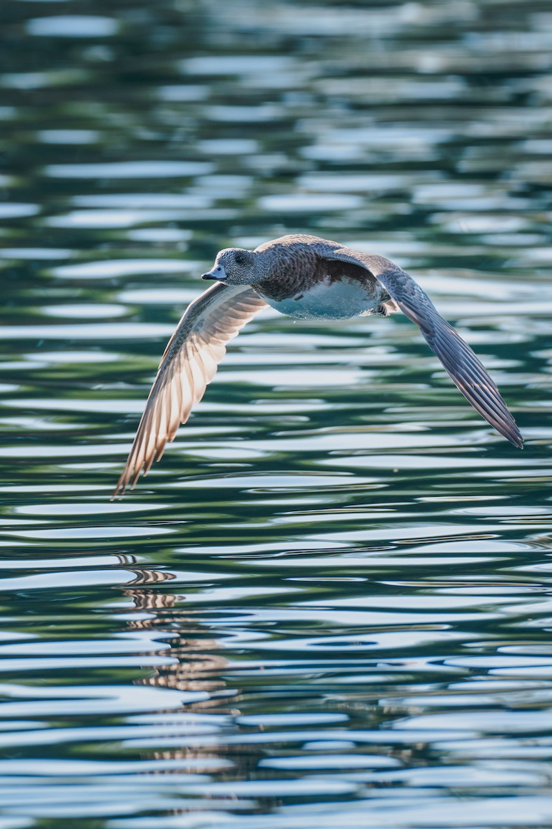 American Wigeon - ML646983527