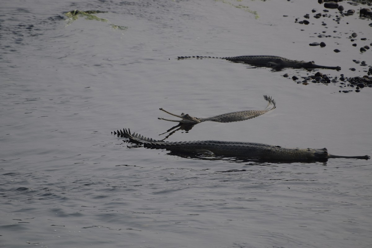 Гангский гавиал - ML646983528