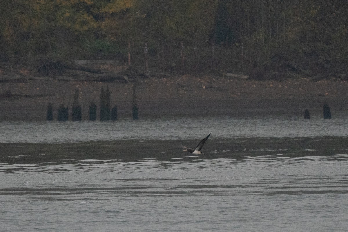 blekhodesule - ML646983532