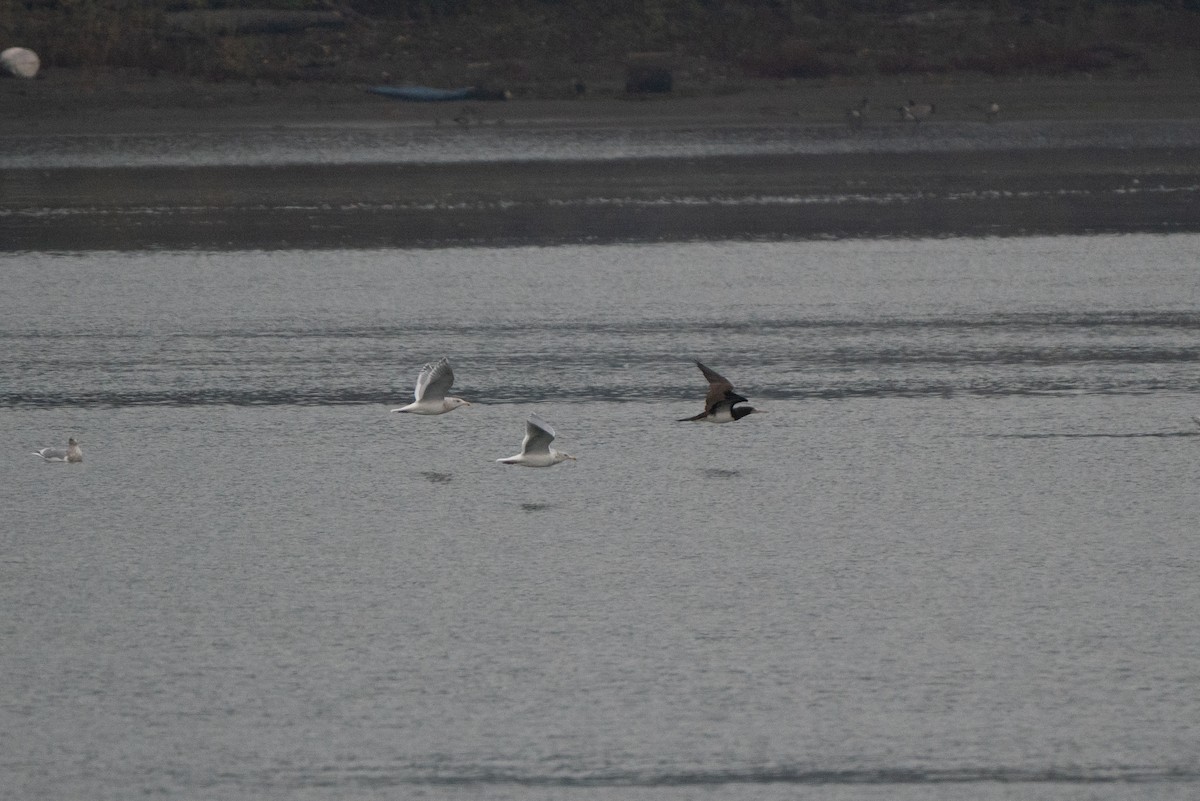 blekhodesule - ML646983533