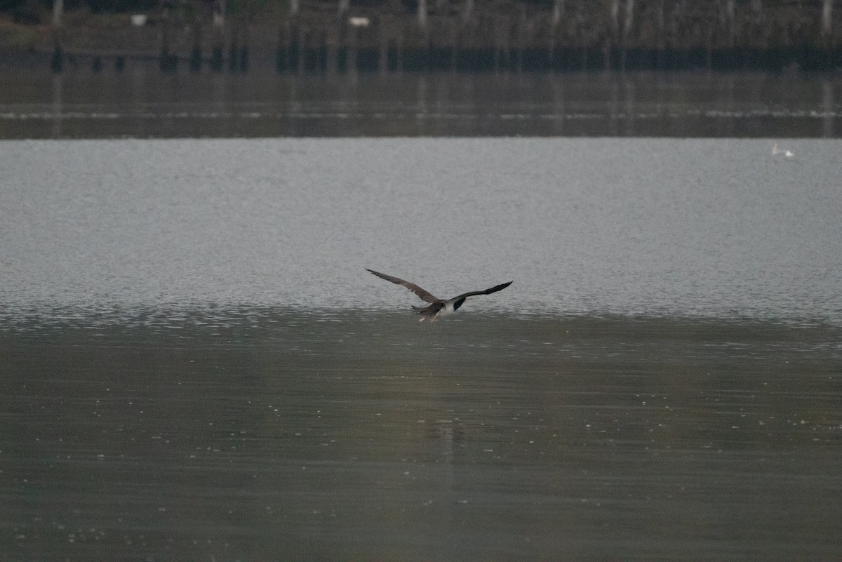 blekhodesule - ML646983534