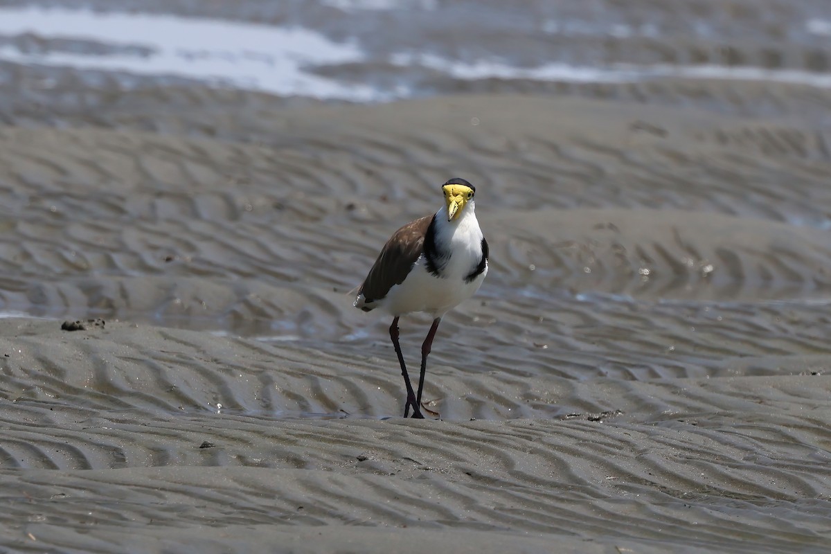 Masked Lapwing (Black-shouldered) - ML646983535