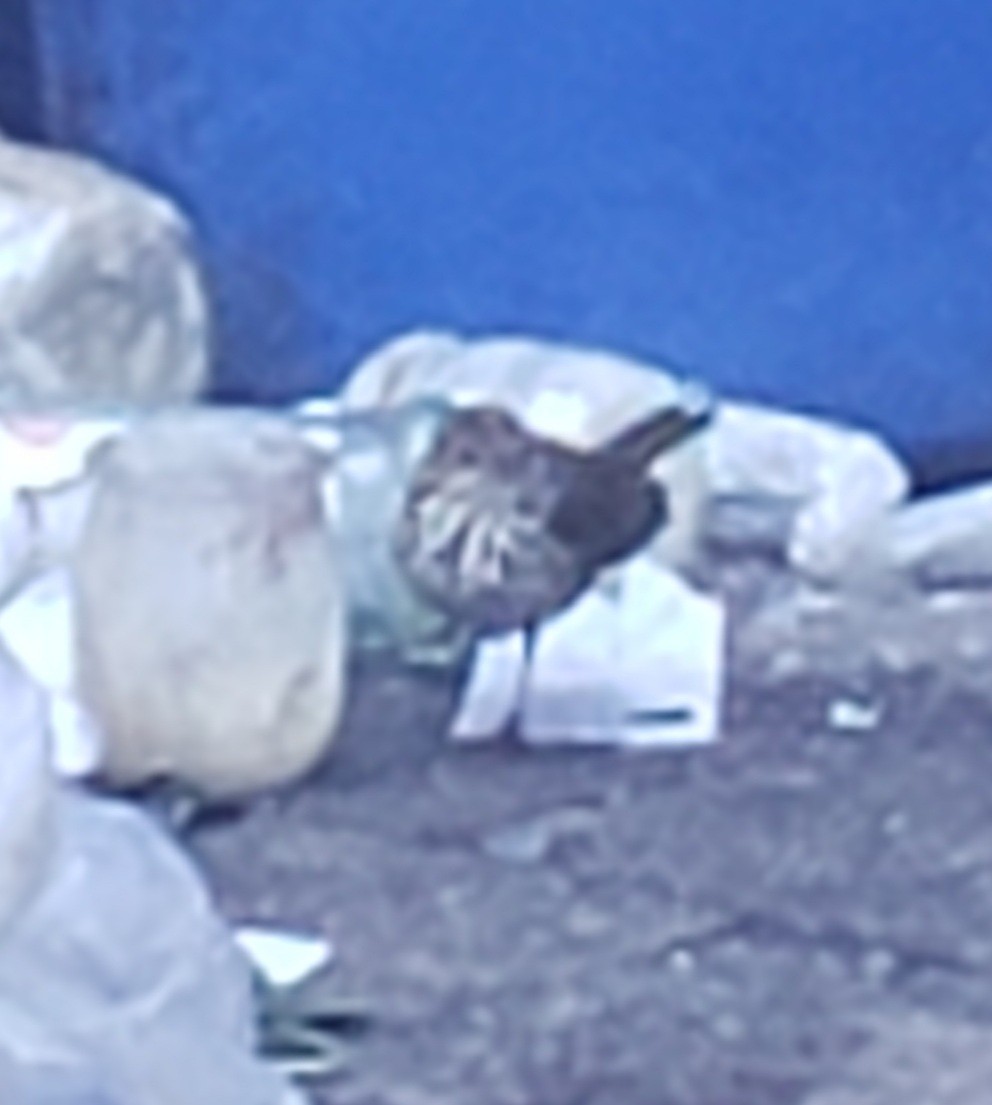 Paruline couronnée - ML646983536