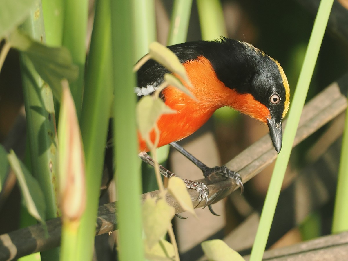 papyrusgonolek - ML646983537