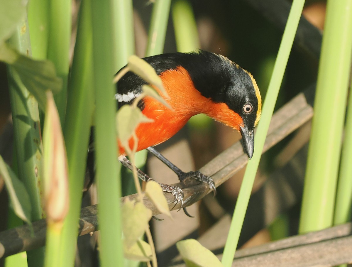 papyrusgonolek - ML646983538