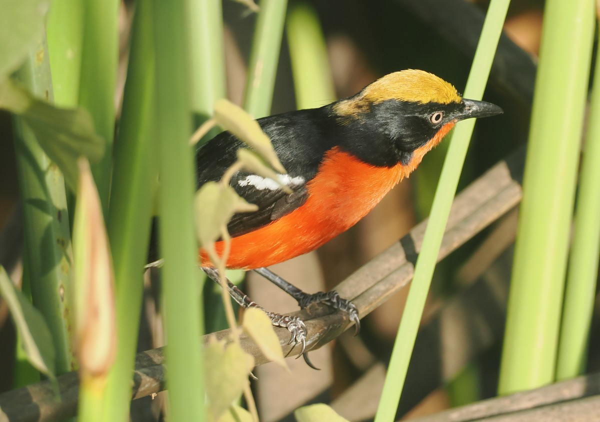 papyrusgonolek - ML646983539