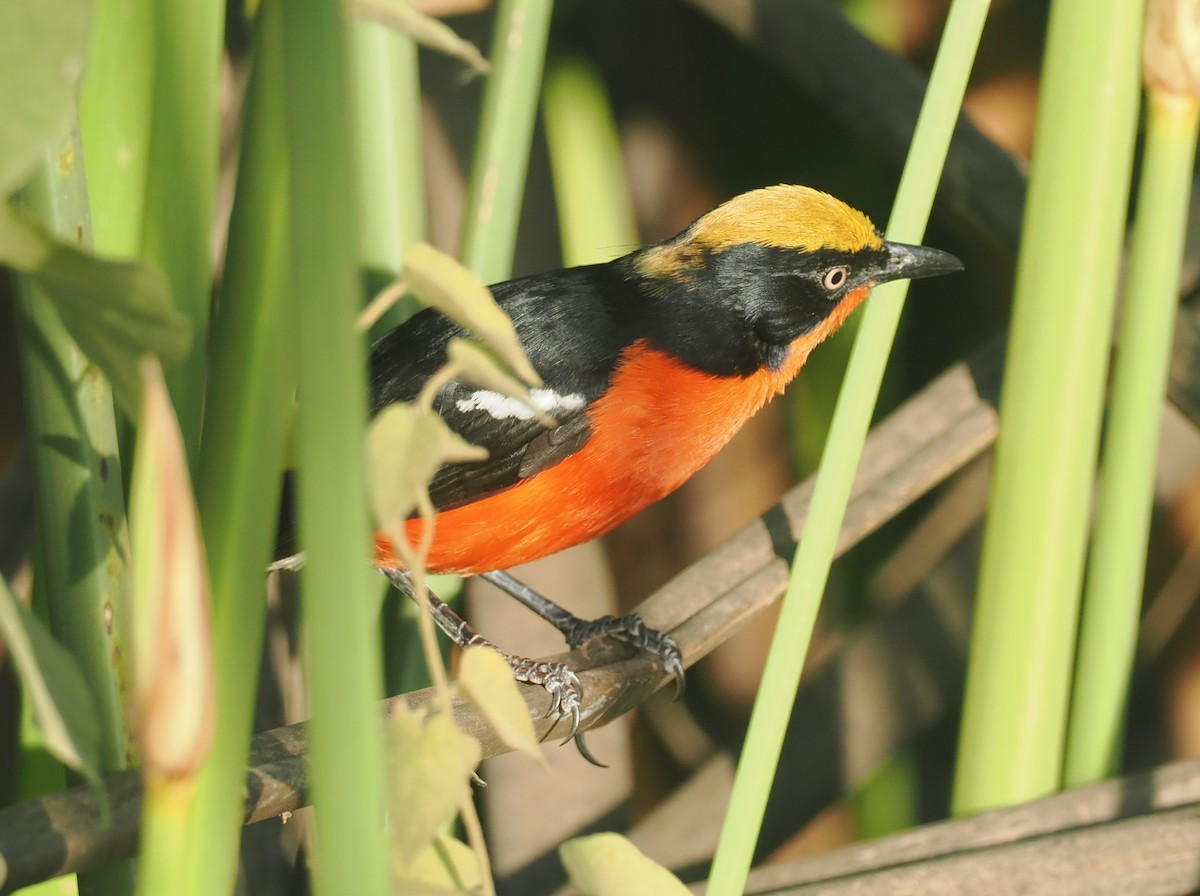 papyrusgonolek - ML646983540