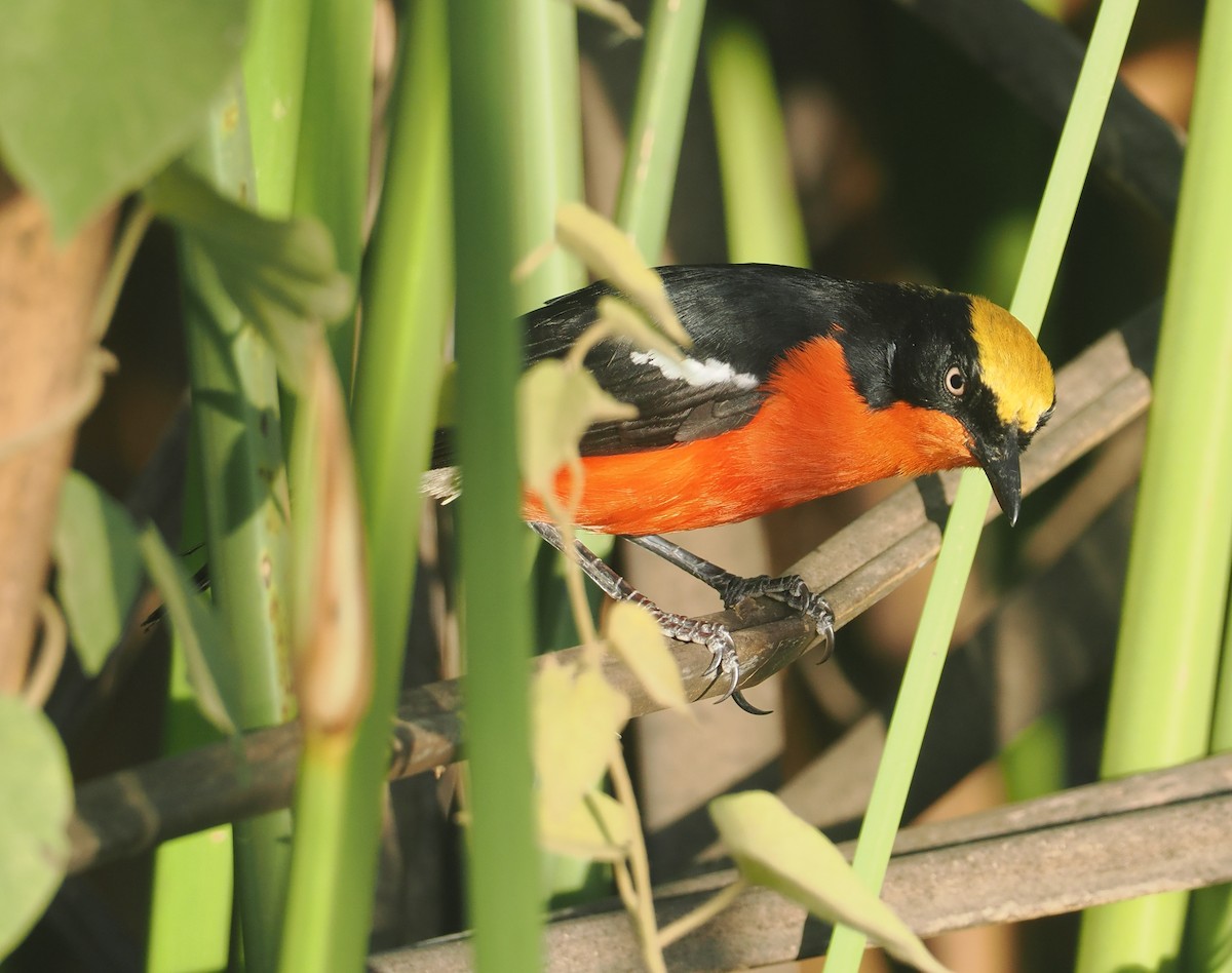 papyrusgonolek - ML646983541