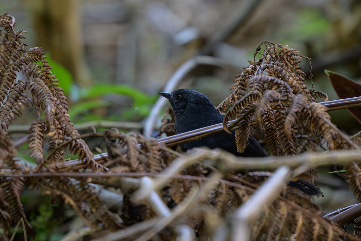 Long-tailed Tapaculo - ML646983542