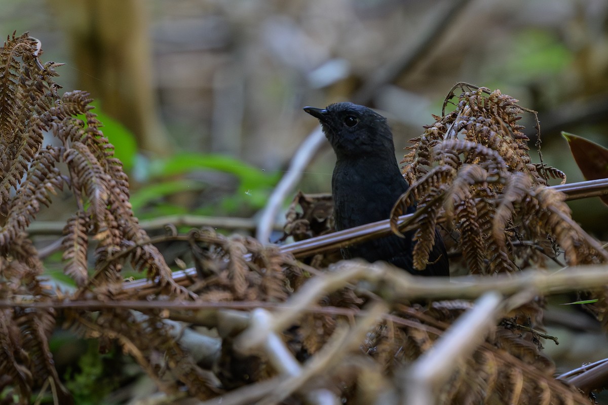 Long-tailed Tapaculo - ML646983543