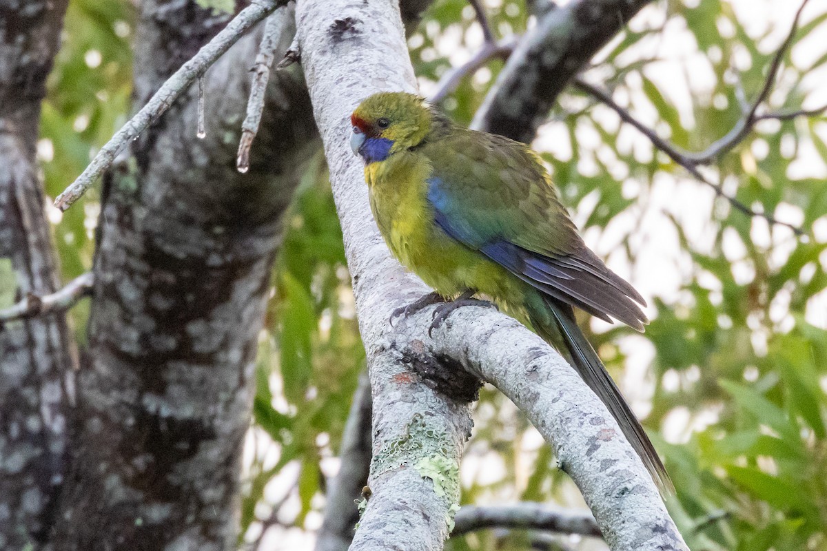 grønnrosella - ML646983544